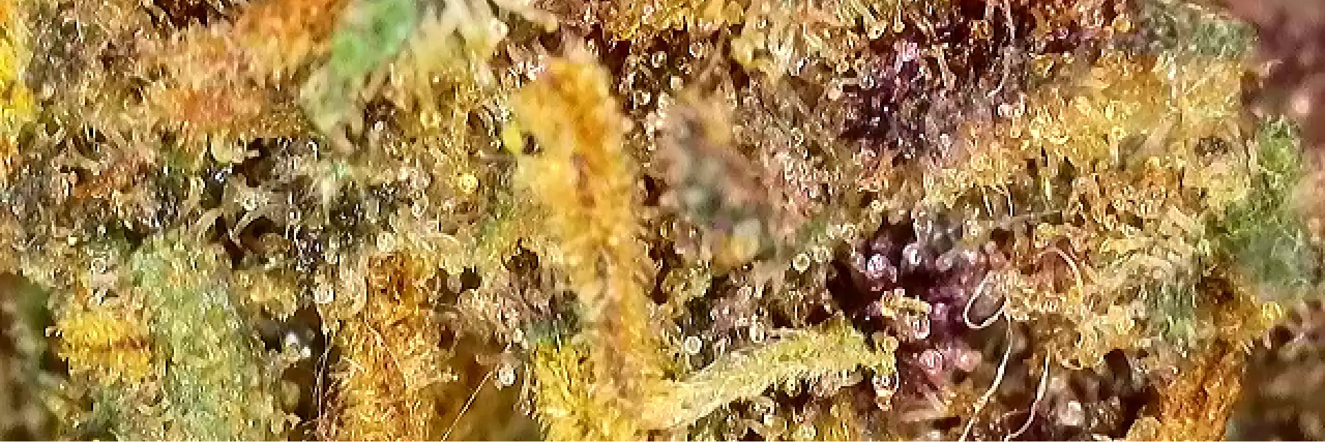 Zoom sur une belle fleur de Legendary OG CBD de chez widaki