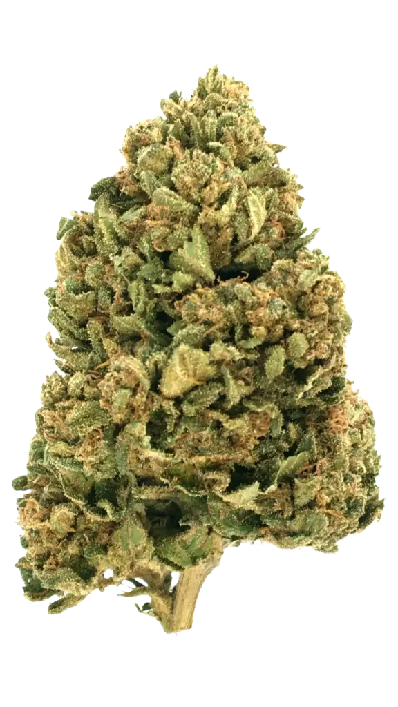 Photo de la fleur Payton's Strawberries CBD de chez widaki à Perpignan