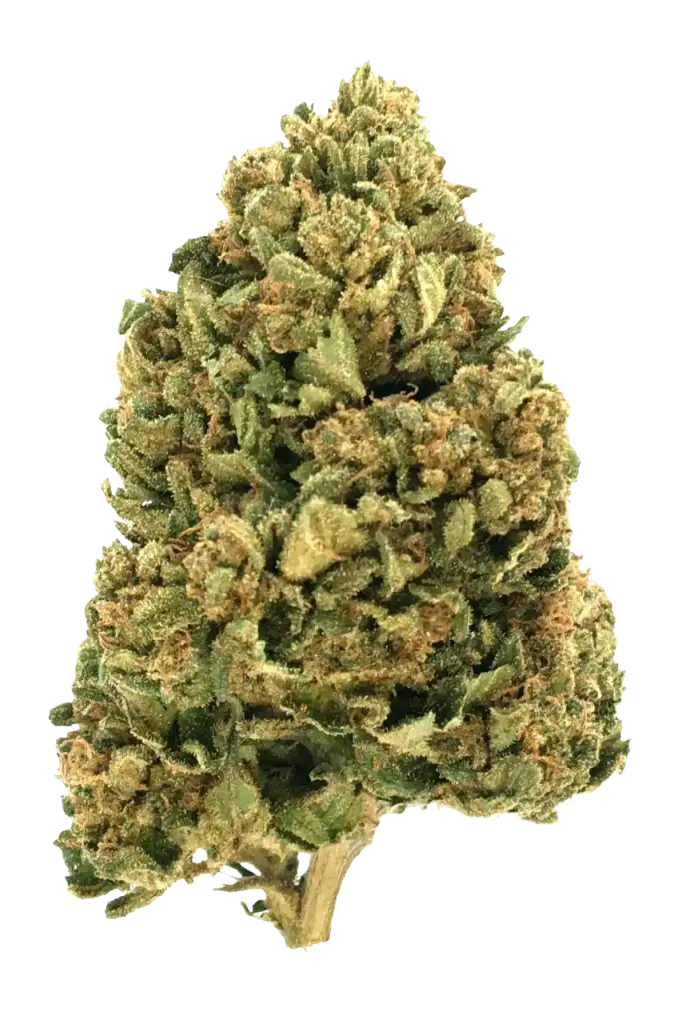 Photo de la fleur Payton's Strawberries CBD de chez widaki à Perpignan