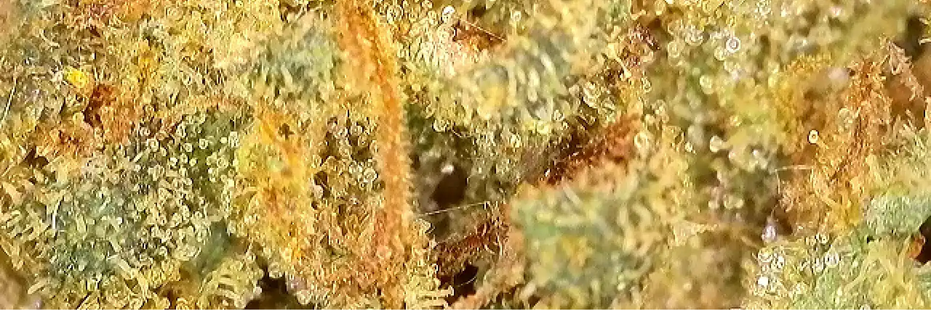 Zoom sur une belle fleur de Payton's Strawberries CBD de chez widaki