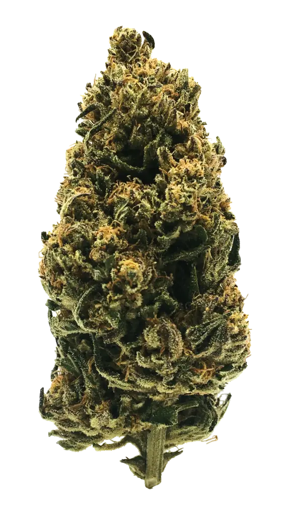 Photo de la fleur Skunk Jam CBD de chez widaki à Perpignan