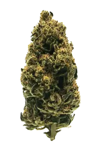 Photo de la fleur Skunk Jam CBD de chez widaki à Perpignan