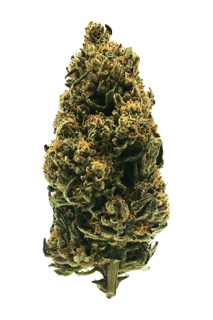 Photo de la fleur Skunk Jam CBD de chez widaki à Perpignan