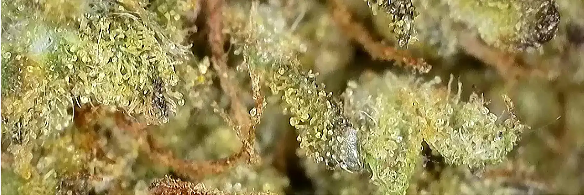 Zoom sur une belle fleur de Skunk Jam CBD de chez widaki