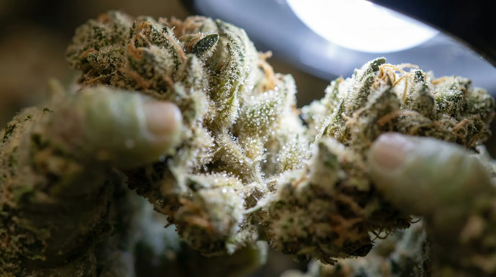 Trichomes préservés sur une fleur de CBD Widaki après affinage en Grove Bags TerpLoc