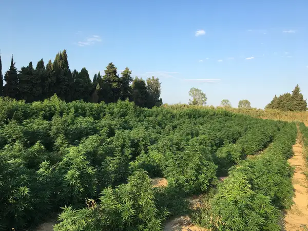 Le champ de chanvre outdoor bordé de cyprès, à quelques kilomètres de Perpignan