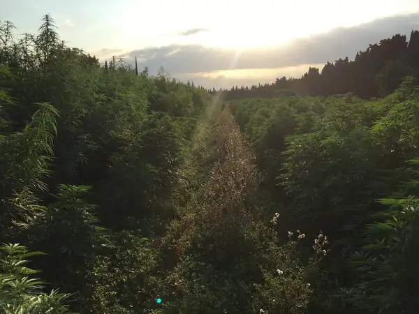 Allée entre deux rangs de chanvre CBD en pleine terre, au soleil couchant