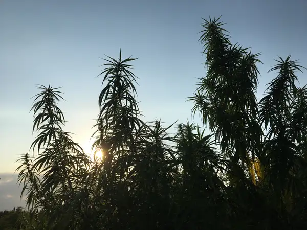 Cimes des plants de chanvre découpées sur le ciel du soir
