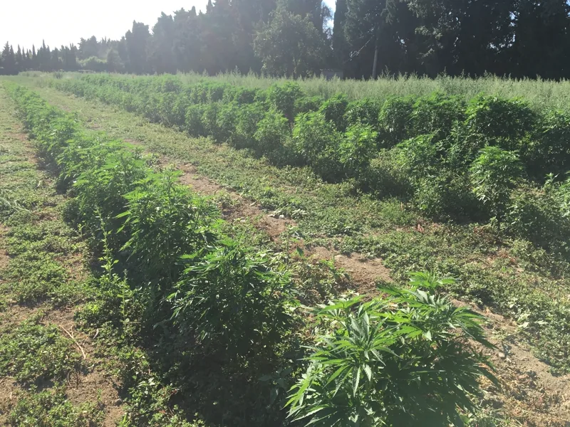 Rangs de jeunes plants de chanvre en pleine terre, sol nu entre les lignes