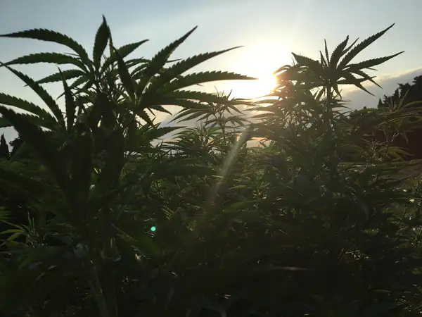 Feuilles de chanvre en silhouette devant le soleil couchant, cyprès en arrière-plan