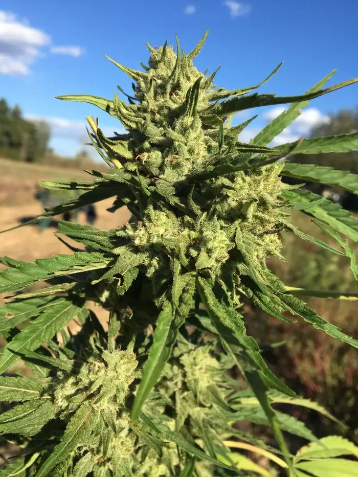 Gros plan d'une tête de CBD outdoor couverte de trichomes, sous le ciel catalan