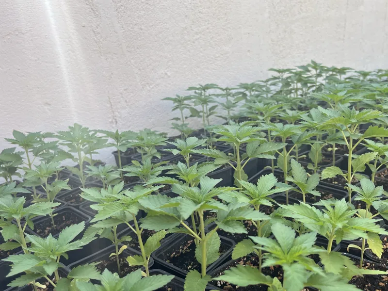 Jeunes plants de chanvre en godets, avant la plantation en pleine terre