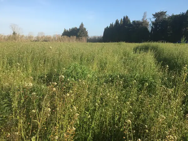 Parcelle laissée en jachère un an, couverte d'herbes et de fleurs sauvages
