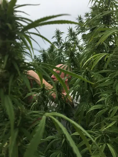 Le producteur de CBD Widaki, à Perpignan, au milieu de ses plants de chanvre