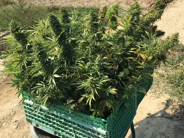 Caisse de branches de chanvre fraîchement coupées à la main, au bord du champ