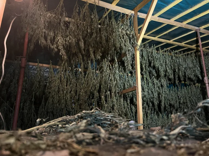 Branches de chanvre suspendues tête en bas dans l'espace de séchage