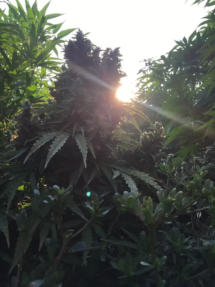 Tête de fleur de chanvre en contre-jour dans le soleil de fin de journée