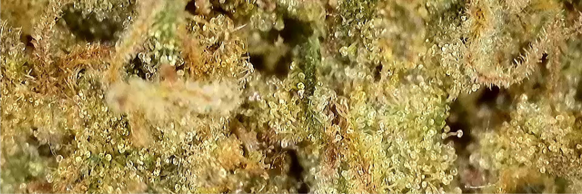 Zoom sur une belle fleur de Goat Butter CBD de chez widaki